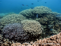 Porites rus