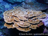 Porites rus