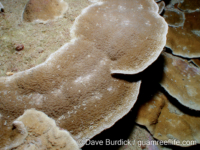 Porites rus