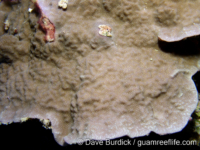 Porites rus (Palau)