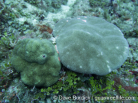 Porites solida (left, P. lobata on right)