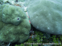 Porites solida (left, P. lobata on right)