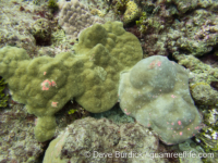 Porites solida (left, P. lobata on right)