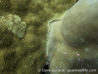 Porites solida (left, P. lobata on right)