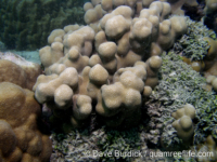 Porites sp. A