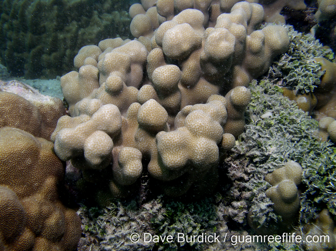 Porites sp. A