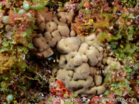 Porites sp. -encrusting A