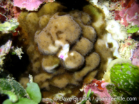 Porites sp. -encrusting B