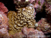 Porites sp. -encrusting B