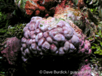 Porites sp. -encrusting B (Piherarh, Chuuk)