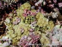 Porites sp. -encrusting C (Wallis)