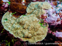 Porites sp. -encrusting C (Wallis)