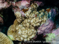 Porites sp. -encrusting C (Wallis)
