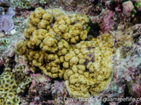 Porites sp. -encrusting C (Wallis)
