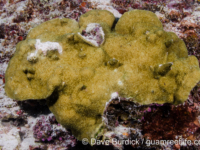Porites sp. -encrusting C (Wallis)
