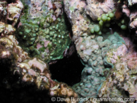 Porites superfusa