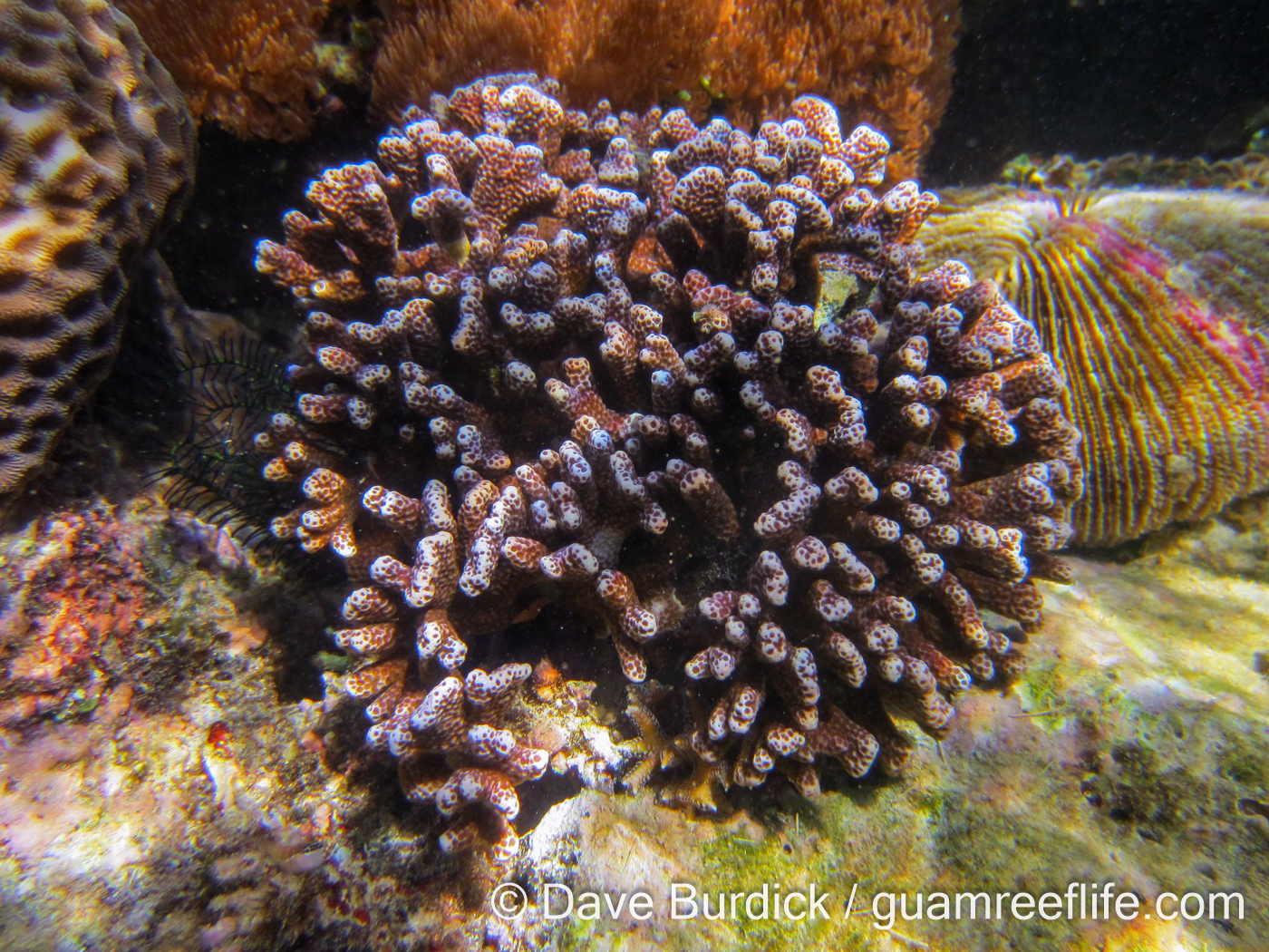 Porites tuberculosa (Raja Ampat)