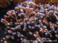 Porites tuberculosa (Raja Ampat)