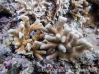 Porites tuberculosa (left) and P. cylindrica (right; Anilao)