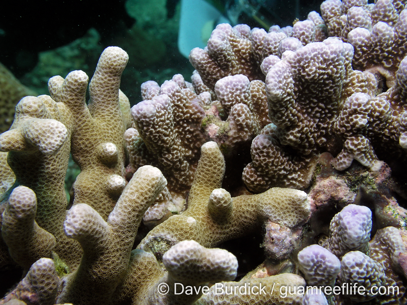 Porites tuberculosa (right) and P. cylindrica (left; Anilao)