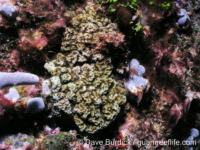Porites vaughani