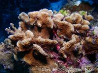 Agaricia agaricites (Bonaire)