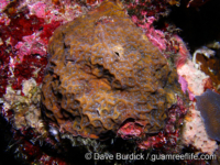 Agaricia humilis (FGB)