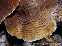 Agaricia lamarcki (Bonaire)