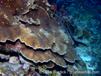 Agaricia lamarcki (Bonaire)