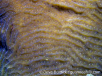 Agaricia lamarcki (Bonaire)