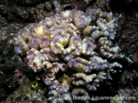 Astraeosmilia tumida (Anilao)