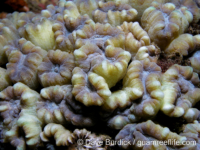 Astraeosmilia tumida (Anilao)