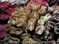 Astraeosmilia tumida (Cebu)