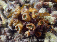 Astraeosmilia tumida (Palau)