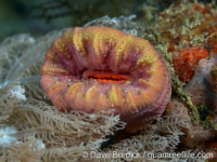 Balanophyllia cf. sp. A (Anilao)