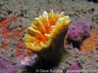 Balanophyllia sp. A (Anilao)