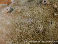 Bernardpora stutchburyi (Wallis)