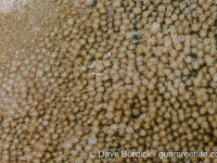 Bernardpora stutchburyi (Wallis)