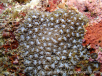 Blastomussa merleti (Palau)