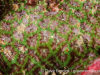 Blastomussa vivida (Raja Ampat)