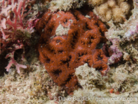 Blastomussa vivida (Taiwan)