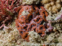 Blastomussa vivida (Taiwan)