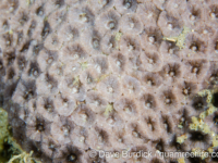 Blastomussa wellsi (Lembeh)