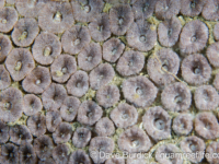 Blastomussa wellsi (Lembeh)