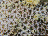 Blastomussa wellsi (Lembeh)