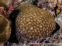 Caulastraea echinulata (Taiwan)