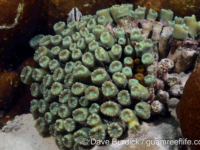 Caulastraea furcata (Palau)