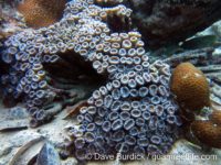 Caulastraea furcata (Palau)