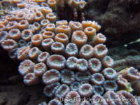 Caulastraea furcata (Palau)