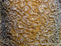 Dendrogyra cylindrus (Bonaire)